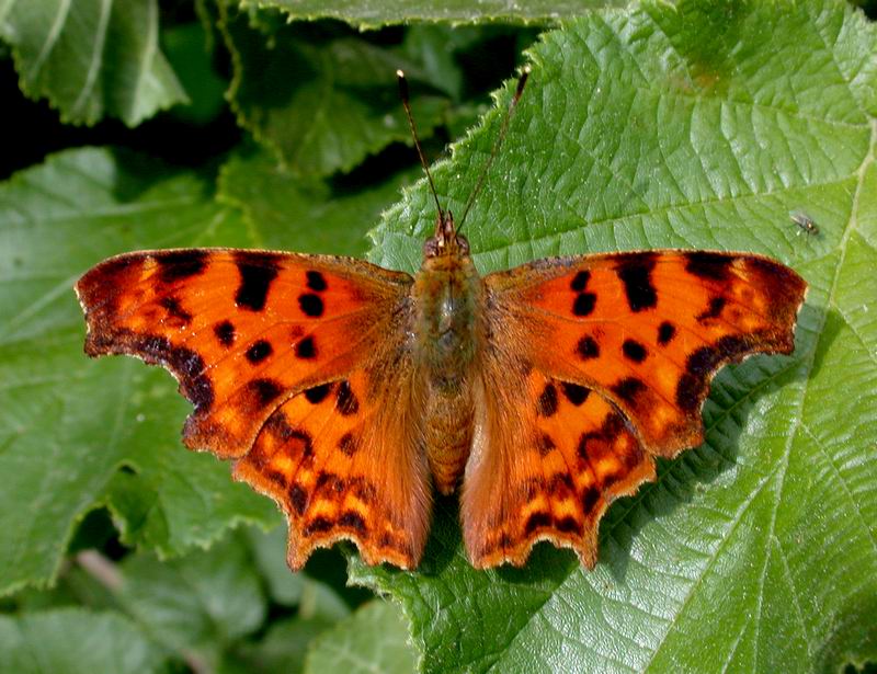 Polygonia c- album